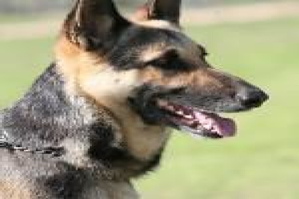 Dogs And All Shooting Range