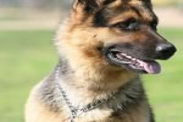 Dogs And All Shooting Range