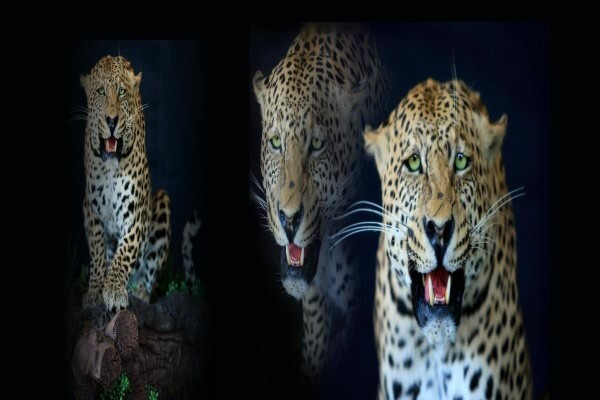 Hgi Taxidermy