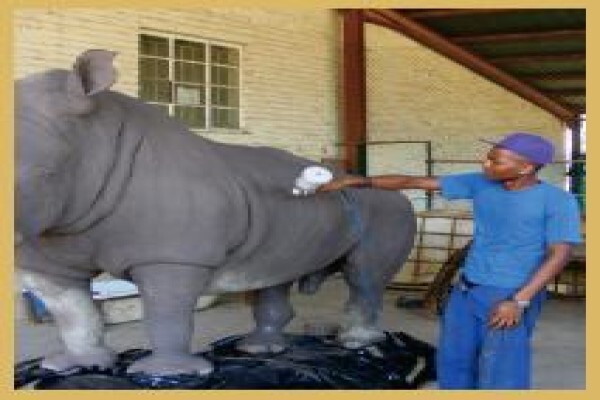 Hgi Taxidermy