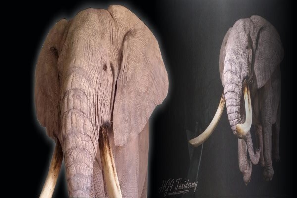 Hgi Taxidermy