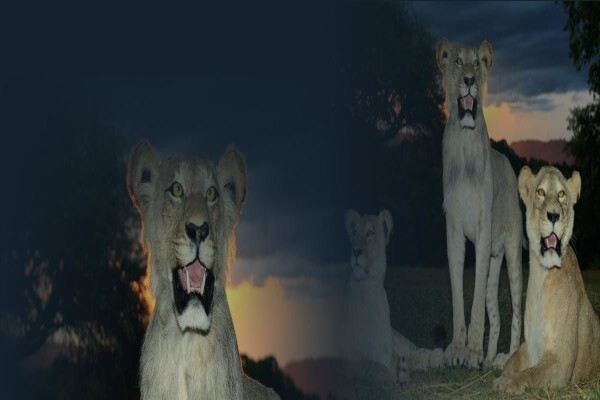 Hgi Taxidermy