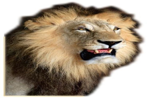 Hgi Taxidermy