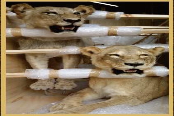 Hgi Taxidermy