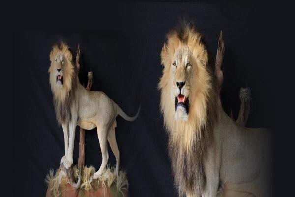 Hgi Taxidermy