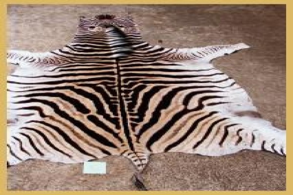 Hgi Taxidermy