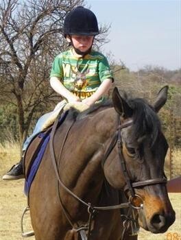 Horses For Sale