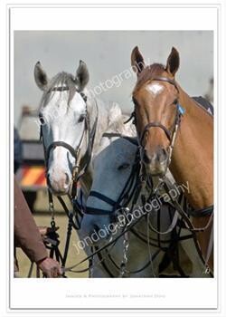 Horses For Sale