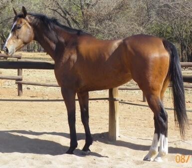 Horses For Sale