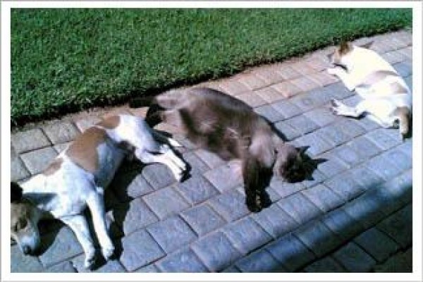 House Sitting Solutions