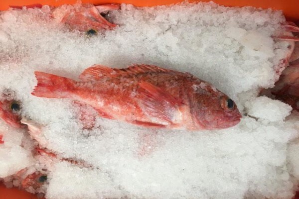 Green Fish