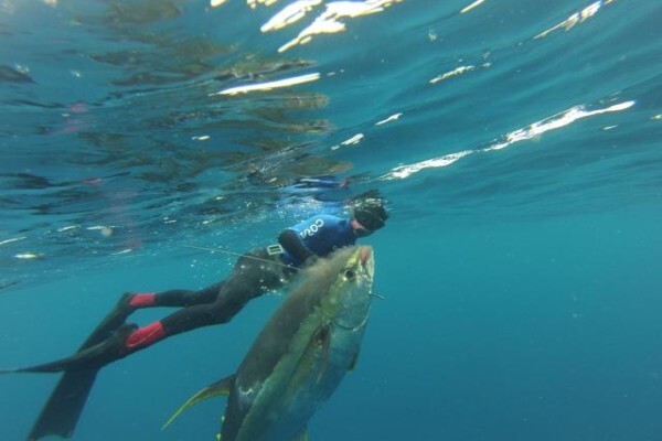 Green Fish Traders