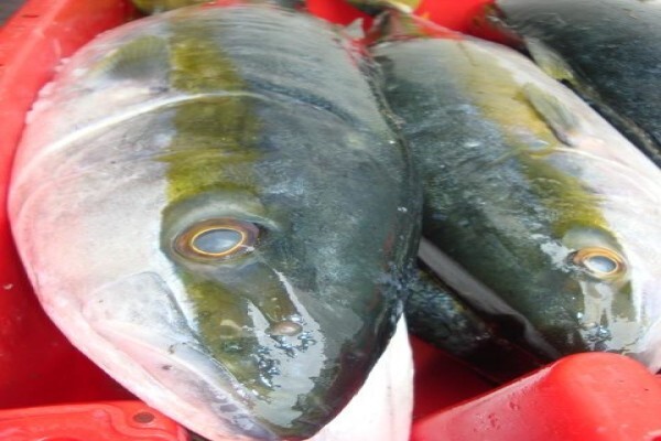 Green Fish Traders