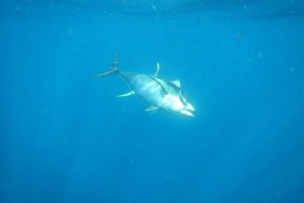 Green Fish Traders