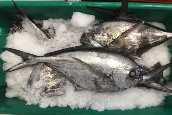 Green Fish Traders