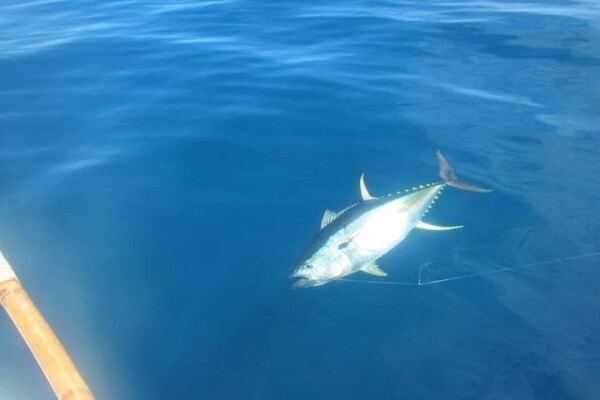 Green Fish Traders