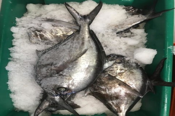 Green Fish Traders