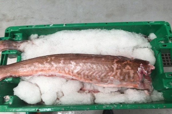 Green Fish