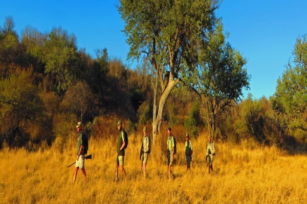 Gvi Bushwise Field Guides