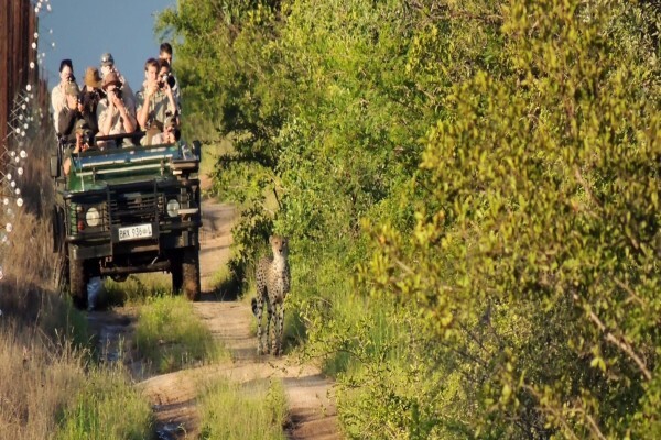 Gvi Bushwise Field Guides