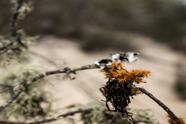 Hamish Niven Photography