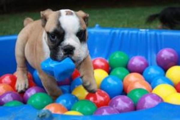 Happy Tails Doggy Daycare