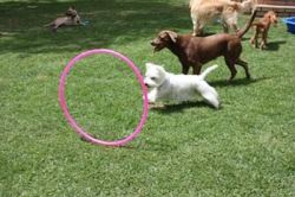 Happy Tails Doggy Daycare