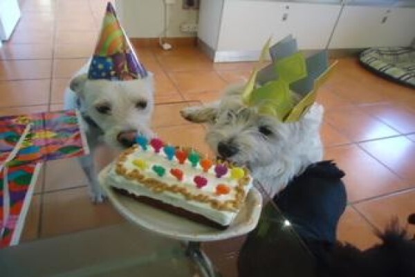 Happy Tails Doggy Daycare