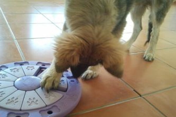 Happy Tails Doggy Daycare