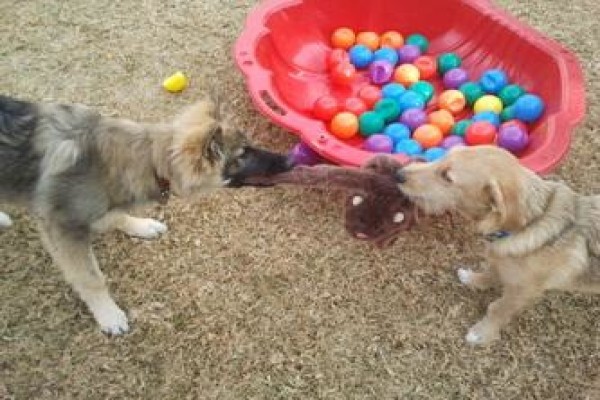 Happy Tails Doggy Daycare
