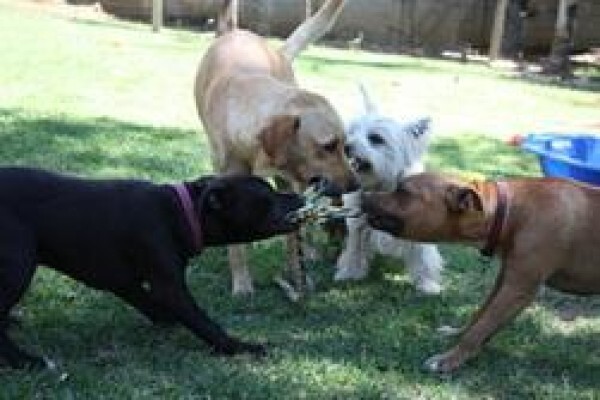 Happy Tails Doggy Daycare