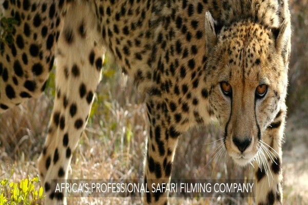 Igala Productions