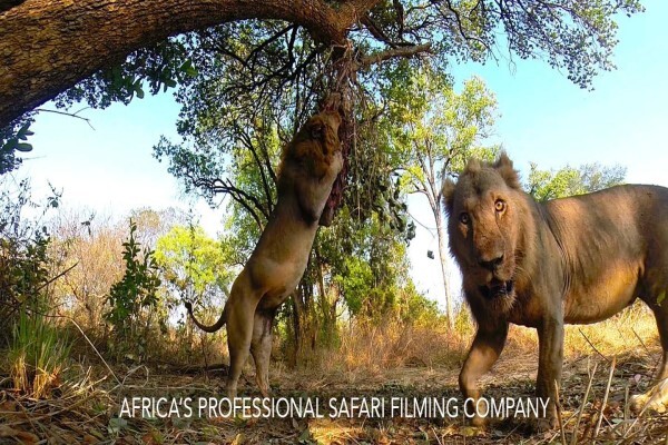 Igala Productions