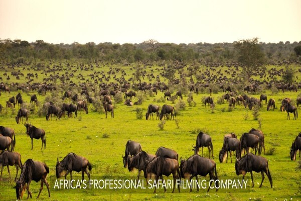 Igala Productions