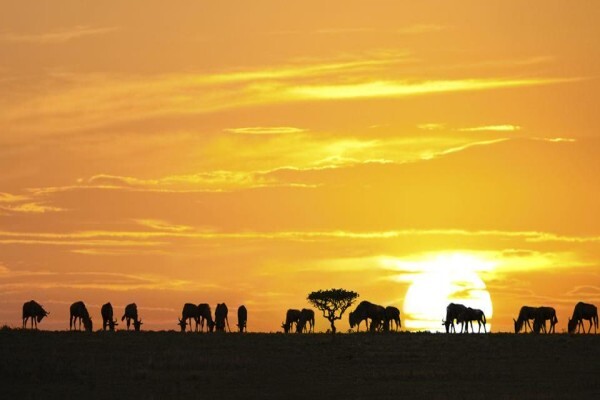 Imvelaphi Safaris