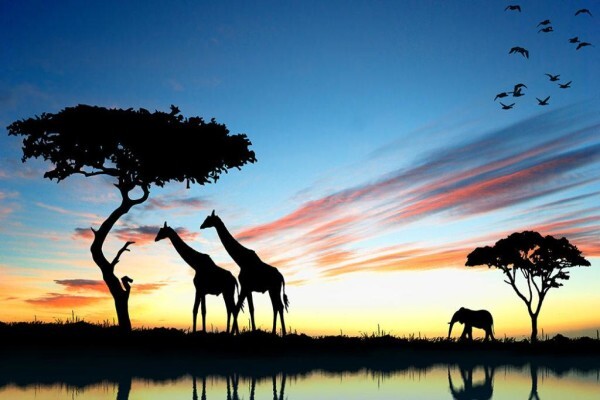 Imvelaphi Safaris