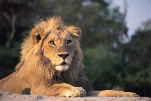 Imvelaphi Safaris