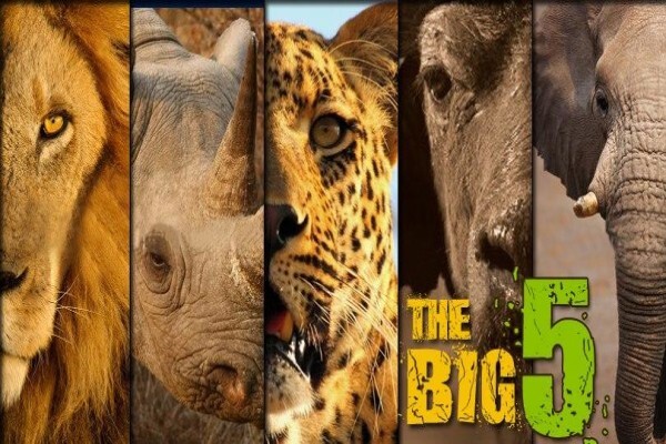 Imvelaphi Safaris