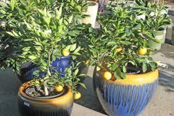 Kloof Garden Service