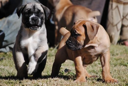 Kobco Ysterberg Mastiffs And Boerboels