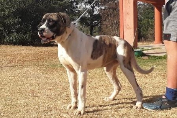 Kobco Ysterberg Mastiffs And Boerboels