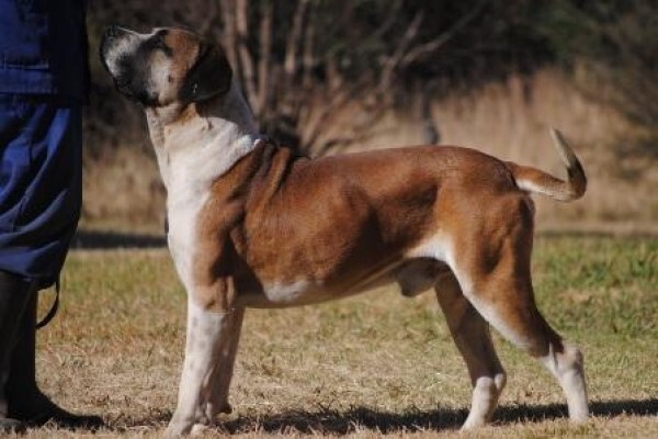 Kobco Ysterberg Mastiffs And Boerboels