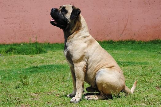 Kobco Ysterberg Mastiffs And Boerboels