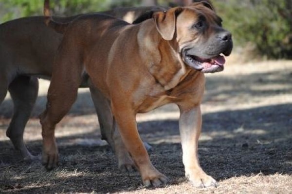 Kobco Ysterberg Mastiffs And Boerboels
