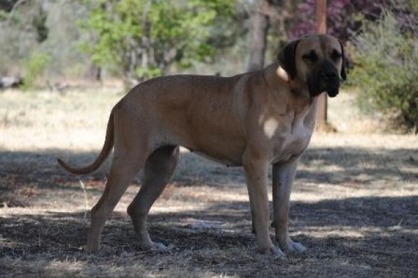Kobco Ysterberg Mastiffs And Boerboels