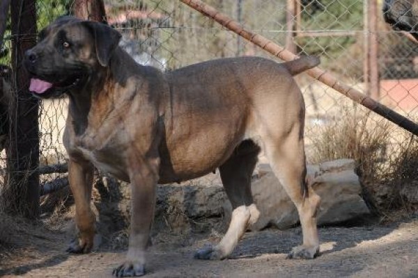 Kobco Ysterberg Mastiffs And Boerboels