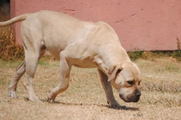 Kobco Ysterberg Mastiffs And Boerboels