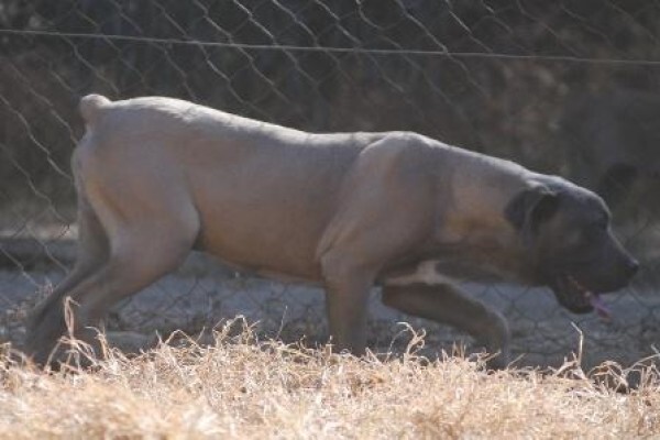 Kobco Ysterberg Mastiffs And Boerboels