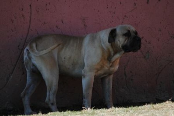 Kobco Ysterberg Mastiffs And Boerboels