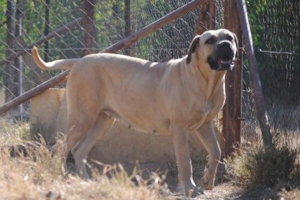 Kobco Ysterberg Mastiffs And Boerboels
